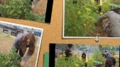 thumbnail of medium Learning Garden Harvest 2012